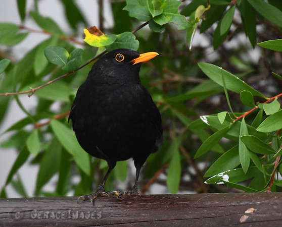Blackbird
