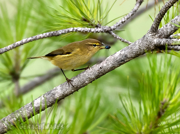 Chiffchaff ?