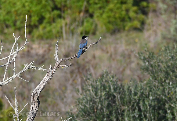 Iberian Magpie