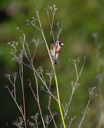 Goldfinch