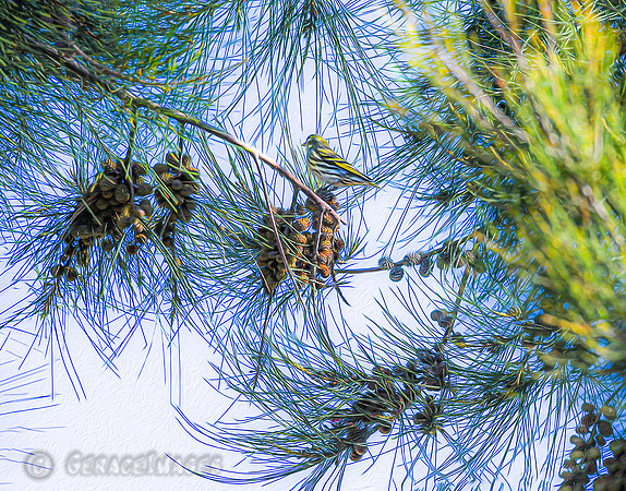 Siskin