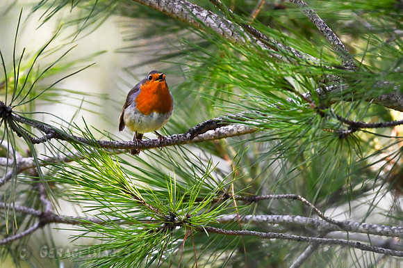 Robin