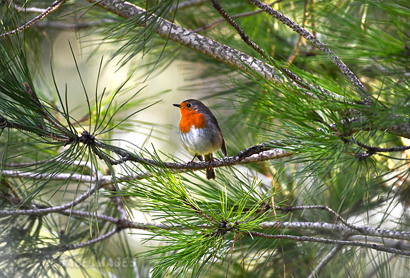 Robin