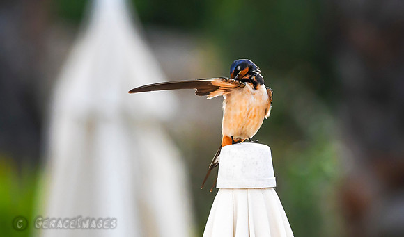 Barn Swallow