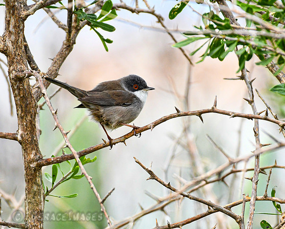 Sardinian Warbler