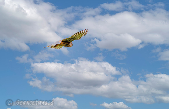 Common Kestrel