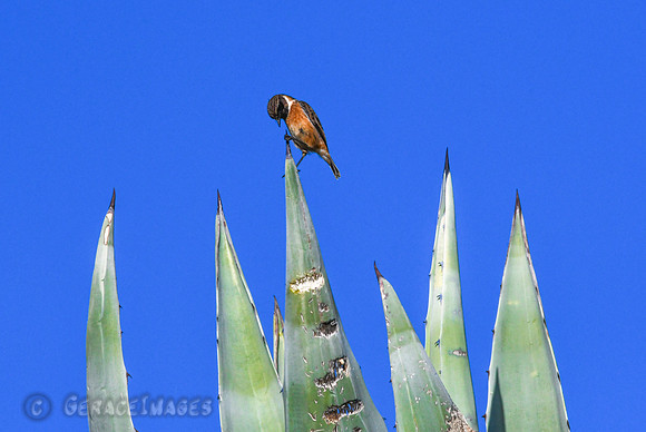Stonechat