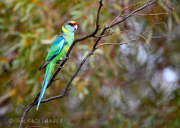 Australian Ringneck Parrots