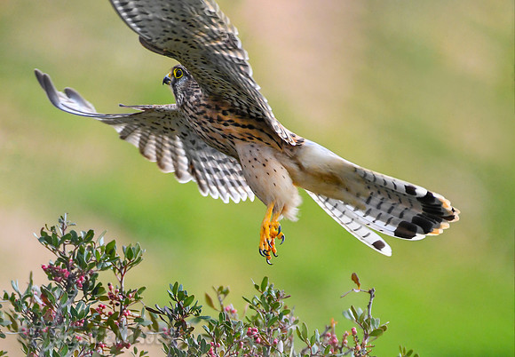 Common Kestrel