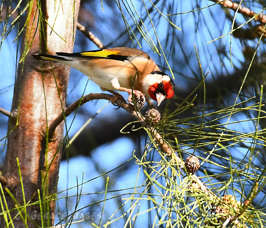 Goldfinch