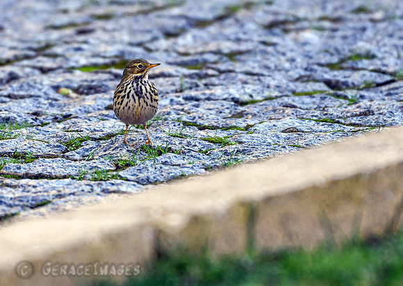 Meadow (?) Pipit