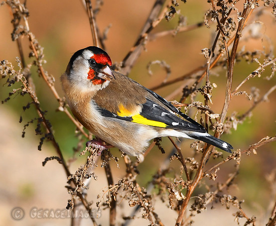 Goldfinch