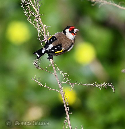 Goldfinch
