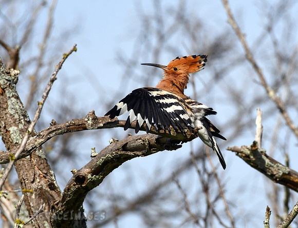 Hoopoe