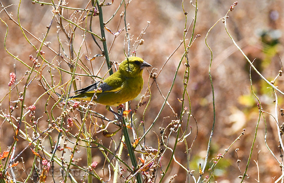 Green Finch