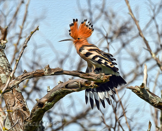 Hoopoe Painted Version