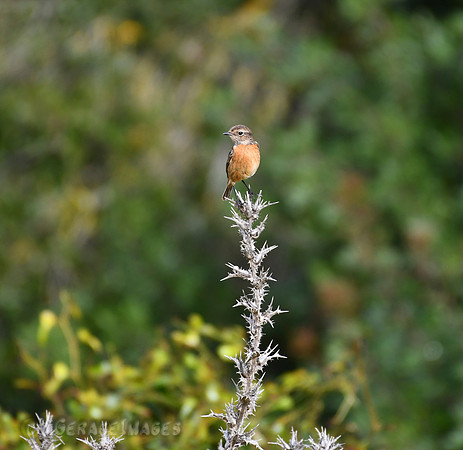 Stonechat