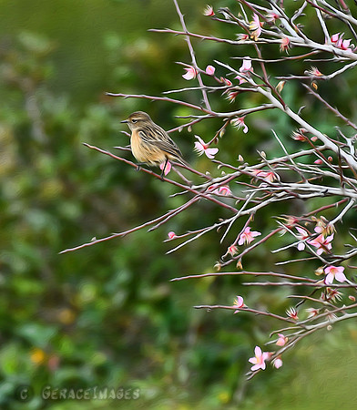 Stonechat Painted Version