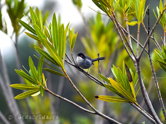Sardinian Warbler