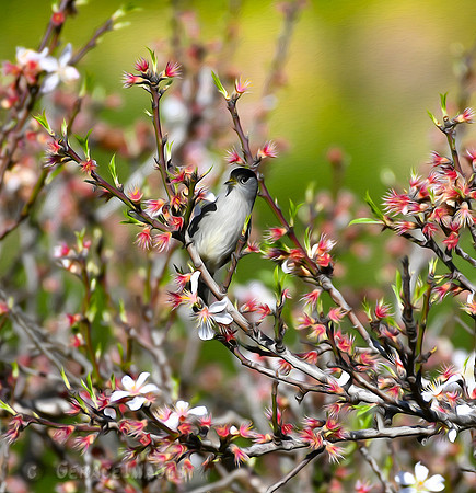 Painted Male Blackcap Warbler