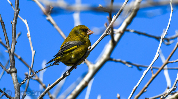 Greenfinch