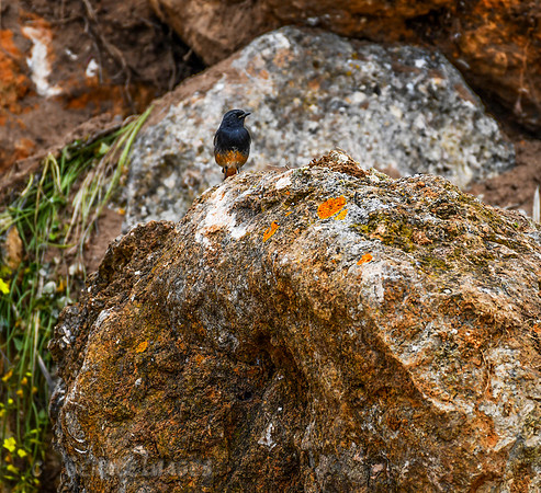 Black Redstart
