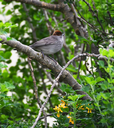 Female Blackcap Warbler