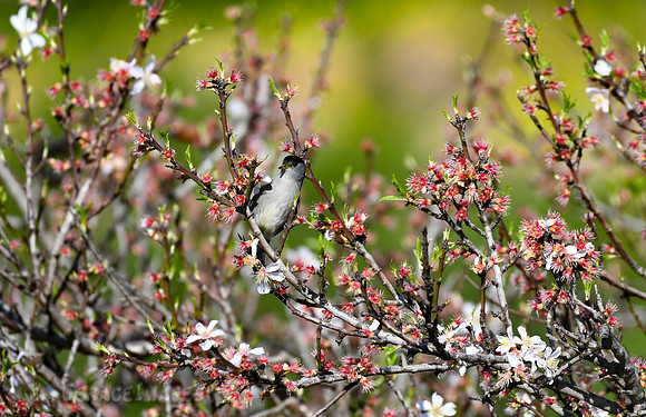 Male Blackcap Warbler