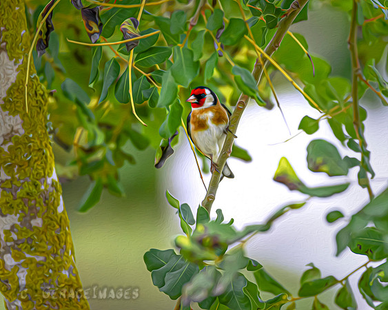 Goldfinch