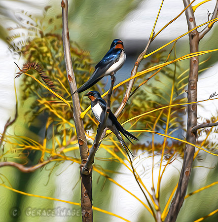 Painted Barn Swallows