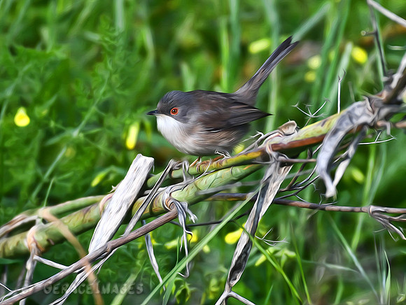 Painted Sardinian Warbler