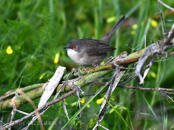 Sardinian Warbler