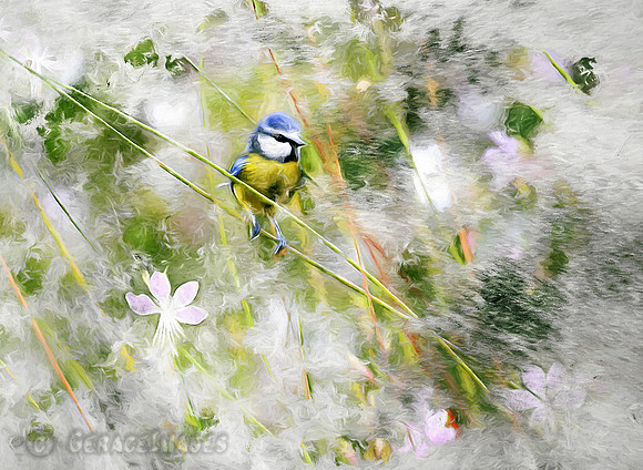 Painted Blue Tit
