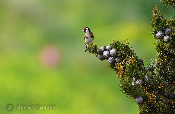 Goldfinch