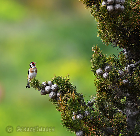 Goldfinch
