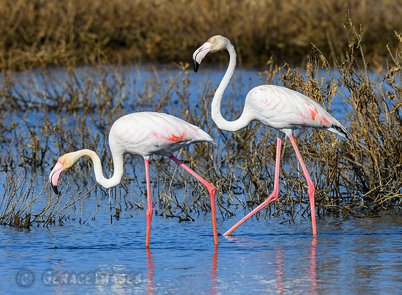 *see more Flamingos in my Flamingos Gallery.