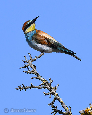 juvenile with colors still developing
