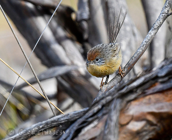 Female Mallee Emu Wren