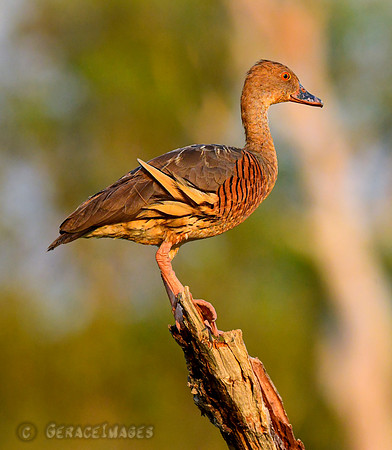 Plumed Whistling Duck