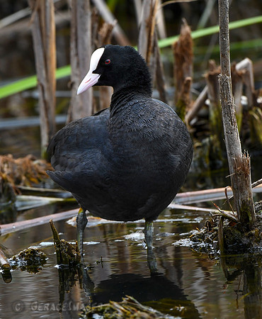 Common Coot
