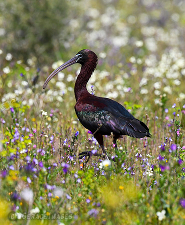 Glossy Ibis