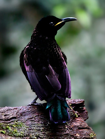 The iridescent feathers revealed incredible colors when seen from the right angles.