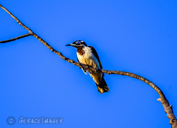 Blue-faced Honeyeater