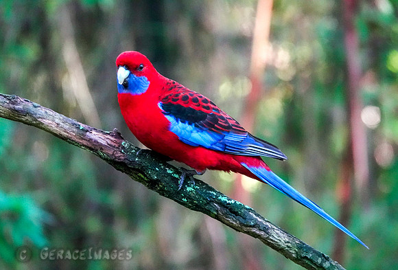Crimson rosella