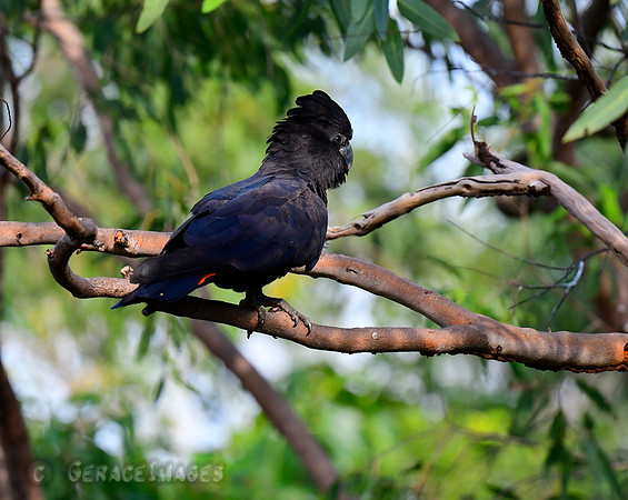 Male Red-tailed Cockatoo
