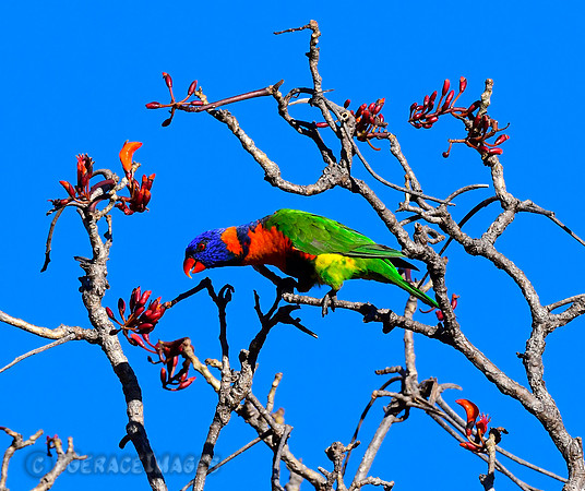 Red-collared Lorikeet - No Rainbow Lorikeets this far north.