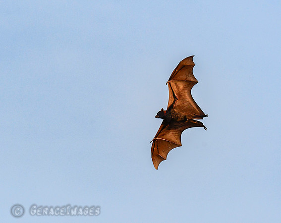 Flying Fox or Bat