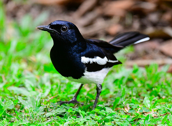 Oriental Magpie Robin
