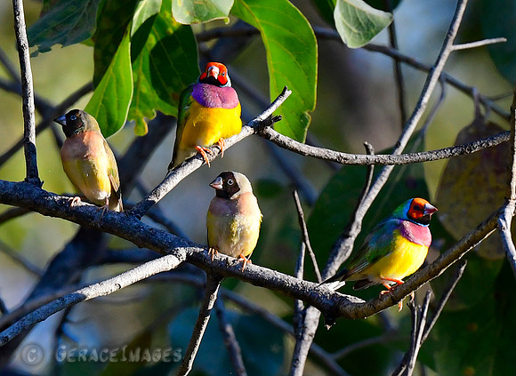 Gouldian Finches waiting to come down to drink.