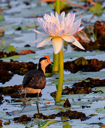 Red-combed Jacana